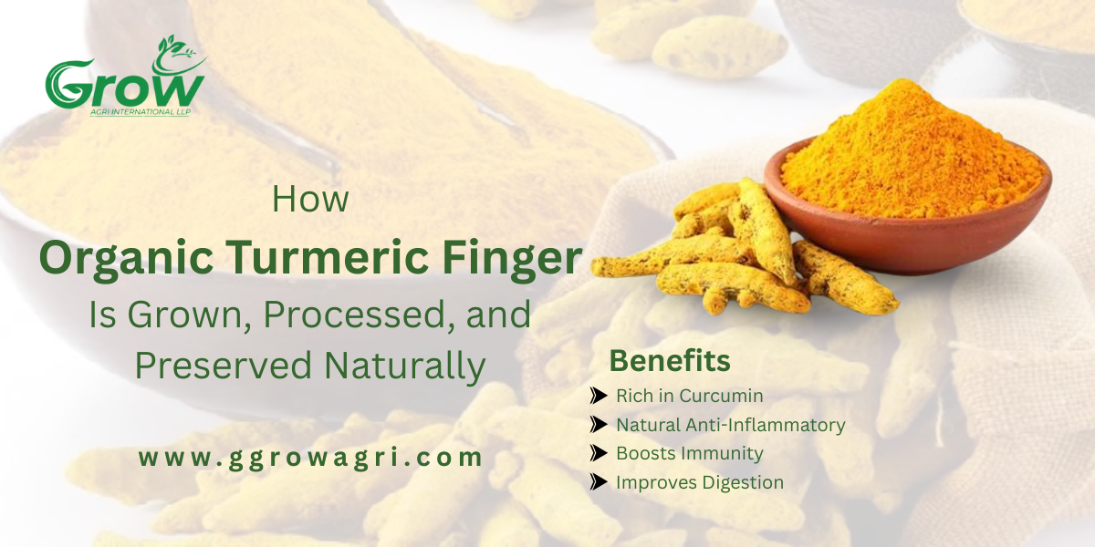 how-organic-turmeric-finger-is-grown-processed-and-preserved-naturally.png